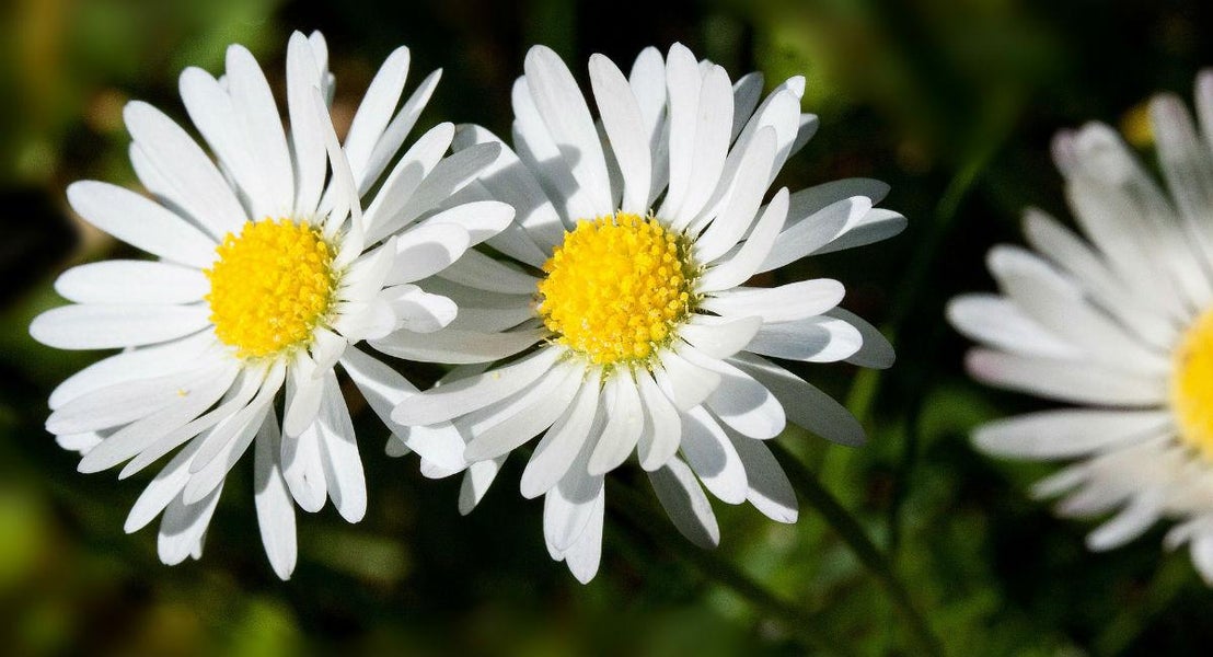 Vidste du, at hver måned er repræsenteret af en unik blomst?
